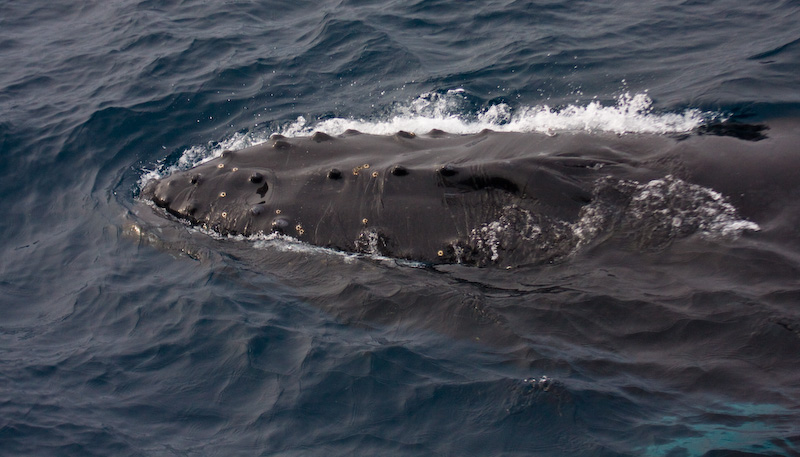 Humpback Whale